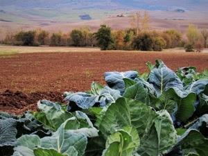 foglie, verde, alberi, campo, marrone, terra, campi, verdura, piante
