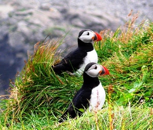 uccelli, erba, due, rosso, becco, verde, nero, bianco, animali, piume, pulcinella, volatili