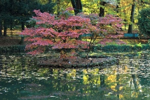 acqua, riflesso, pianta, foglie, verde, lago, piante, bosco, stagno, laghetto, rosso, albero, rosa, autunno, riflessi, alberi