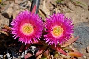 fiori, due, petali, rosa, foglie, viola, giallo