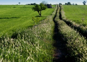 verde, erba, alberi, campo, spighe, campagna, prato, albero, sentiero