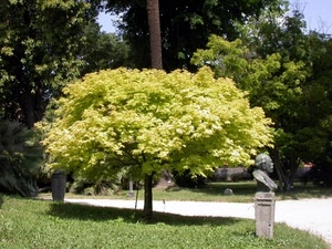 prato, busto, verde, statua, alberi, albero, parco, pianta