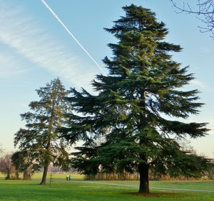 alberi, prato, cielo, verde, parco, persone, erba, abeti, scia
