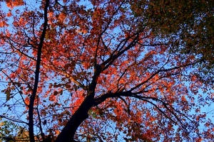 foglie, albero, rami, autunno, alberi, cielo, controluce, piante, rosso