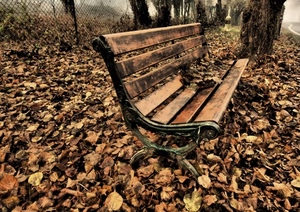 panchina, foglie, autunno, legno, marrone, alberi, rete, secche, tronchi