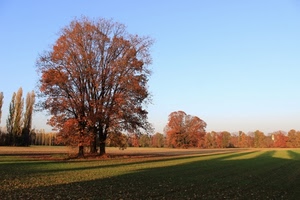 alberi, ombre, autunno, piante, verde, cielo, foglie, campagna, prato