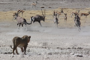 leone, animali, savana, leonessa, corna, antilopi, caccia, orici, polvere, africa