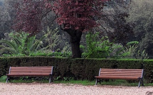 panchine, verde, siepe, alberi, albero, due, piante, parco, foglie, rosso, giardino, siepi
