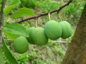 verde, foglie, ramo, frutti, frutta, susine