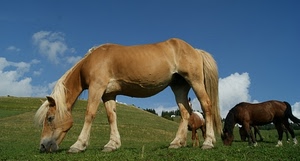 cavalli, prato, cielo, criniera, erba, nuvole, coda, animali, cavallo, marrone, campagna, pascolo