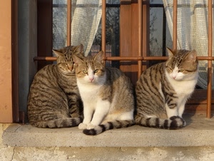 gatti, finestra, tre, davanzale, tende, inferriata, animali, occhi