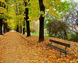 panchina, foglie, viale, alberi, autunno, giallo