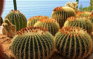 piante, grasse, spine, verde, mare, cactus, sfere, aghi, succulente, fiori