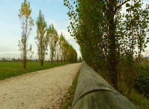 alberi, strada, cielo, prospettiva, prato, viale, foglie, verde, staccionata