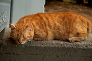 gatto, rosso, orecchie, muro, dormire, animale, zampe, baffi, micio, animali, sonno