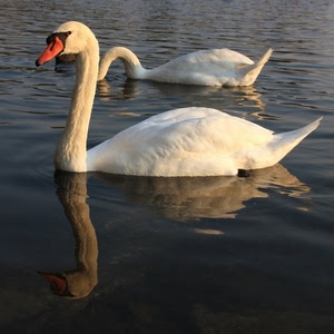 cigni, acqua, bianco, riflesso, becco, uccelli, lago, collo, due