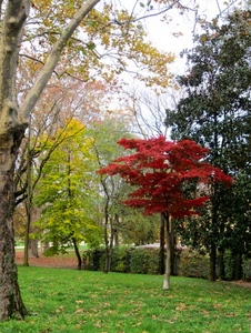 alberi, rosso, erba, verde, foglie, prato, bosco, cespugli, giardino, autunno, acero