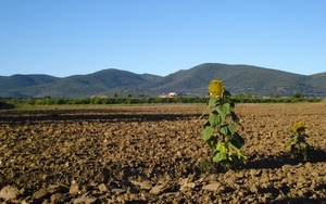 girasole, terra, colline, cielo, campo, verde, foglie, fiore, arato, fiori, azzurro, ombre, montagne, piante, giallo, girasoli, montagna, zolle, ombra