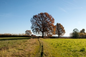 cielo, alberi, campagna, verde, erba, prato, albero, sentiero, azzurro, cespugli, prati