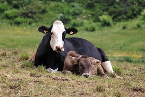 mucca, vitello, prato, animali, orecchie, erba, verde, nero, bovino, natura, due, bianco