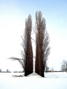 neve, alberi, inverno, bianco, rami, viale, cielo, prospettiva, filare