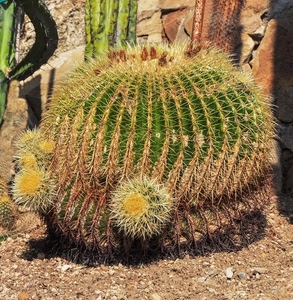 spine, verde, pianta, grassa, cactus, piante, terra, aculei, grasse