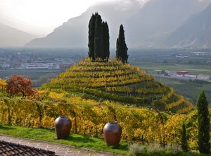 alberi, collina, panorama, cipressi, vasi, vigneto, montagne, viti, orci