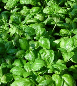 basilico, verde, foglie, fresco, natura, piante, piantine, sole