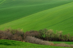 alberi, verde, prati, erba, campagna, prato, collina, campo, paesaggio