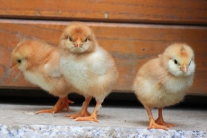 tre, pulcini, zampe, animali, piume, becco, marrone, giallo