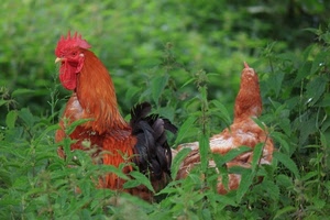 gallo, gallina, cresta, erba, animali, verde, piume, rosso, ortiche