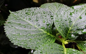 gocce, verde, foglie, acqua, pioggia, macro, rugiada