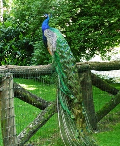 pavone, verde, piume, staccionata, coda, rete, blu