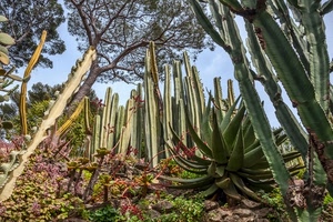 piante, verde, rami, alberi, grasse, cactus, foglie, giardino, spine, rocce, cielo, aloe