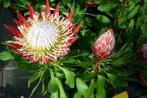 petali, foglie, verde, fiori, bocciolo, fiore, rosso, piante, pianta