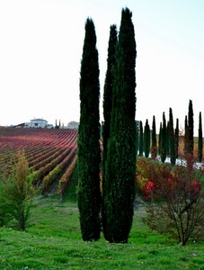 alberi, cipressi, verde, case, campagna, strada, autunno, filari, piante, erba, prato, rosso, paesaggio, vigna, cespugli, viti, natura, cielo, vigneto, campo