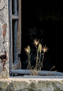 finestra, muro, spighe, erba, rudere, legno, abbandono