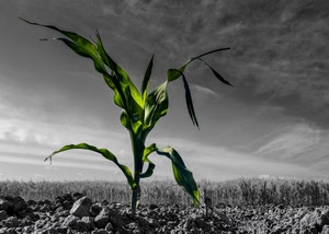 verde, pianta, foglie, terra, bianconero, campo, cielo, sassi, grigio