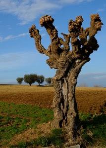 albero, tronco, cielo, campagna, alberi, terra, prato, rami, piante, terreno, pianta