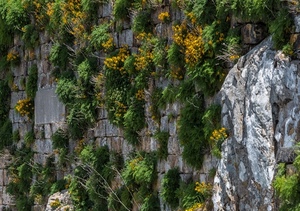 fiori, verde, muro, piante, giallo, roccia, pietre, sassi, erba