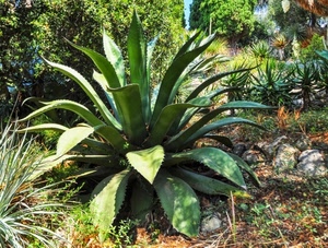 verde, pianta, sassi, foglie, agave, piante, grassa, giardino, spine, erba, grasse, alberi