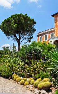 piante, albero, verde, grasse, aiuola, spine, giardino, palazzo, cielo, finestre, pino, cactus