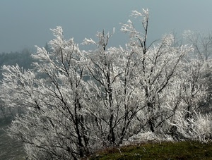 rami, inverno, bianco, alberi, piante, gelo, albero, brina, cielo, neve