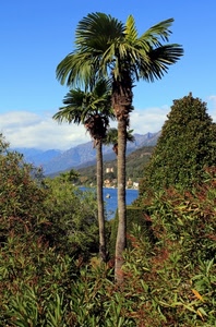 palme, piante, montagne, mare, verde, panorama, alberi, palma, cielo, due