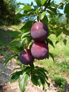 foglie, ramo, prugne, tre, verde, frutti, frutta, susine, prugna