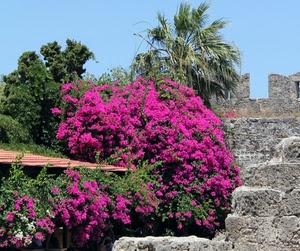 fiori, alberi, muro, merli, verde, rosa, piante, pietre, viola, palma, cielo