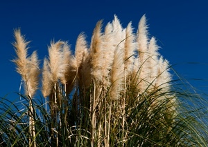 verde, cielo, piante, erba, canne, vento, piume, steli, pianta