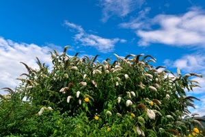 cielo, fiori, nuvole, verde, cespuglio, pianta, foglie, bianco
