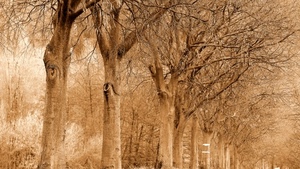 rami, alberi, seppia, tronchi, viale, marrone, filare, piante, bosco