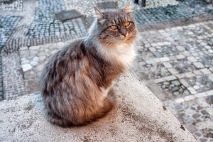 gatto, occhi, pelo, baffi, orecchie, felino, seduto, naso, animali